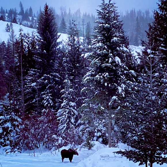 WildMooseOutdoors Other - ♥️🌲Posh Ambassador🌲♥️